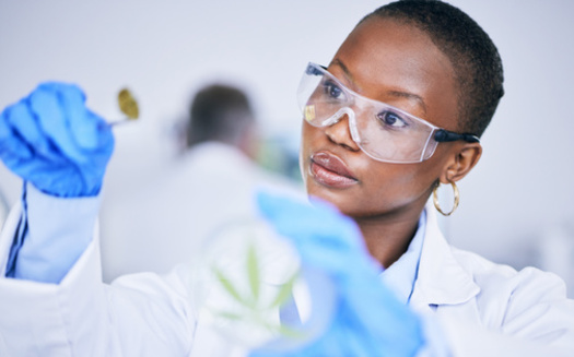 In 2021, Black people owned less than 2% of companies within the $18 billion cannabis industry, according to a report by Leafly. (Adobe Stock) <br />